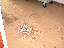 image: pv01_07.jpg
-----
FileName: pv01_07.jpg
FileDateTime: 999270533
FileSize: 49755
Height: 480
Width: 640
IsColor: 1
