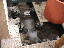 image: pv01_29.jpg
-----
FileName: pv01_29.jpg
FileDateTime: 999270634
FileSize: 47531
Height: 480
Width: 640
IsColor: 1
