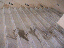 image: pv01_64.jpg
-----
FileName: pv01_64.jpg
FileDateTime: 999270765
FileSize: 36013
Height: 480
Width: 640
IsColor: 1
