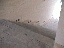 image: pv01_65.jpg
-----
FileName: pv01_65.jpg
FileDateTime: 999270769
FileSize: 29263
Height: 480
Width: 640
IsColor: 1
